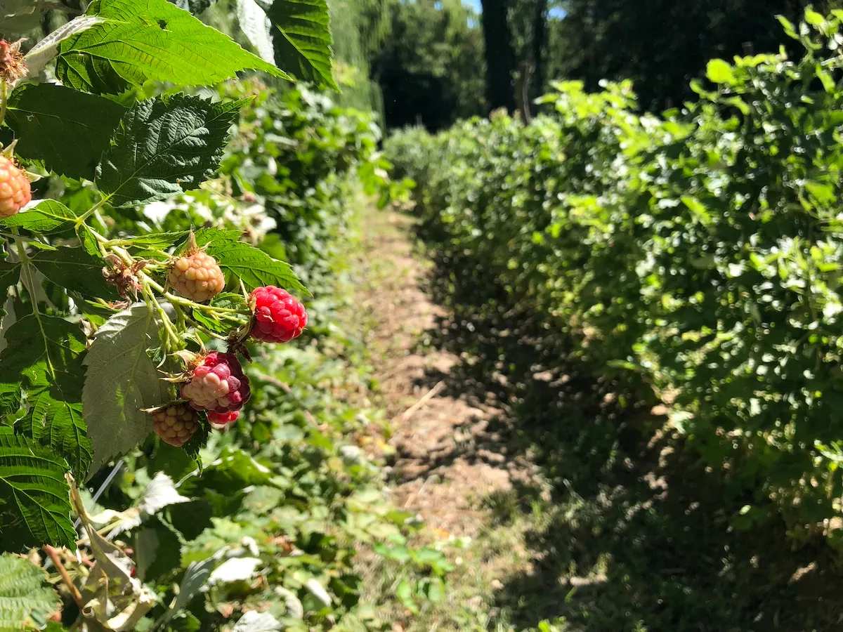 Plantas de frambuesa cultivadas en la finca